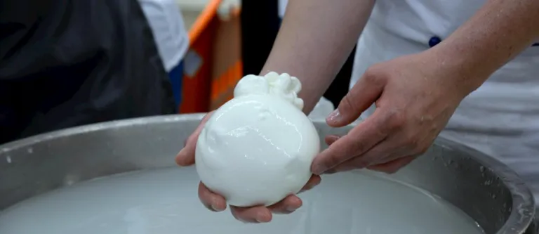 Mozzarella Dop come un brand premium: genera valore aggiunto e occupazione nei territori