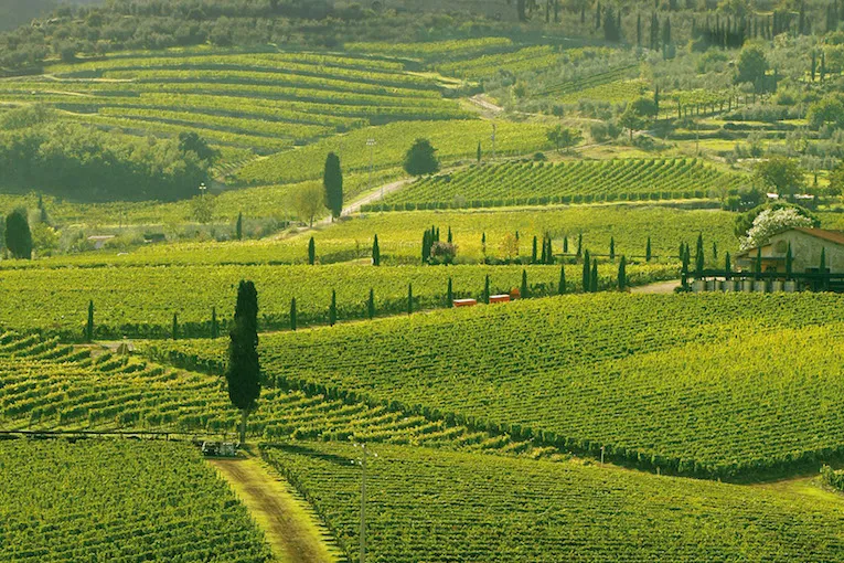 Brunello Montalcino: Livex premia Biondi Santi, sfida con Barolo e Bolgheri