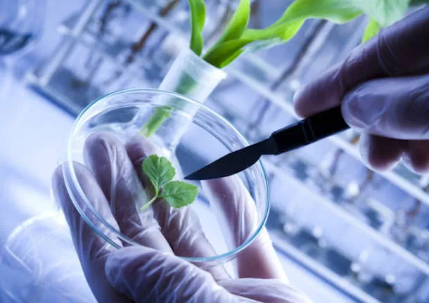 Bioeconomia e biotecnologie In Lombardia e in Italia raddoppiano le imprese nella ricerca in cinque anni