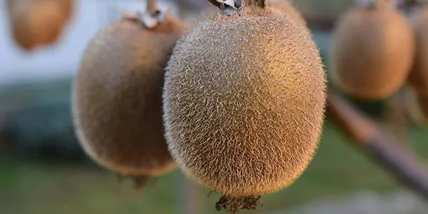 Export, doppio via libera per il kiwi italiano