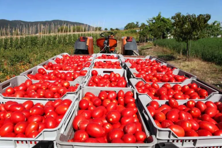 Export, grande successo del pomodoro italiano: è la forza del made in Italy