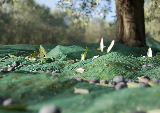 Agricoltura italiana assicurata per 8 miliardi nel 2019, è record
